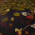 Lake Washington Lilypad 7