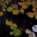 Lake Washington Lilypad 8